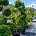 Javor dlaňolistý (Acer palmatum) ´DISSECTUM VIRIDIS´ - výška: 160-180 cm, kont. C55L - BONSAJ