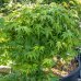 Javor dlaňolistý (Acer palmatum) ´DISSECTUM VIRIDIS´ - výška: 160-180 cm, kont. C55L - BONSAJ