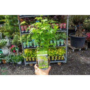 Javor dlaňolistý (Acer palmatum) ´GOING GREEN´ - výška: 20-50 cm, kont. C2L