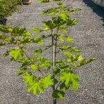 Javor mliečny (Acer platanoides) ´COLUMNARE´ - výška 100-120 cm, kont. C3L 