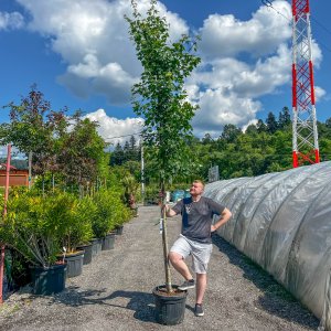 Javor poľný (Acer Campestre) - výška: 220-250 cm, obvod kmeňa 13/16 cm, kont. C45L