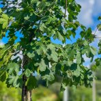 Javor poľný (Acer Campestre) - výška: 220-250 cm, obvod kmeňa 13/16 cm, kont. C45L