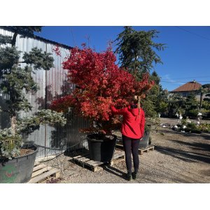Javor dlaňovitolistý (Acer palmatum) ´KATSURA´, výška 250 cm, obvod kmeňa 30/32cm, kont. C230L 
