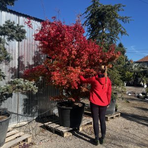 Javor dlaňovitolistý (Acer palmatum) ´KATSURA´, výška 250 cm, obvod kmeňa 30/32cm, kont. C230L 