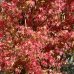Javor dlaňovitolistý (Acer palmatum) ´KATSURA´, výška 250 cm, obvod kmeňa 30/32cm, kont. C230L 