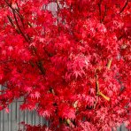 Javor dlaňovitolistý (Acer palmatum) ´KATSURA´, výška 250 cm, obvod kmeňa 30/32cm, kont. C230L 