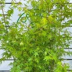 Javor dlaňolistý (Acer palmatum) ´KATSURA´ - výška 160-180 cm, kont. C15L 