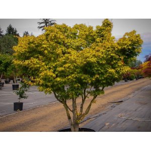 Javor dlaňolistý (Acer palmatum) ´KATSURA´ - výška 160-180 cm, kont. C15L 