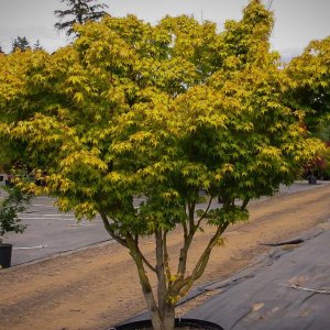 Javor dlaňolistý (Acer palmatum) ´KATSURA´ - výška 160-180 cm, kont. C15L 