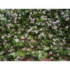 Jazmín vonný (Trachelospermum jasminoides) - výška 30-40 cm, kont. C1,5L