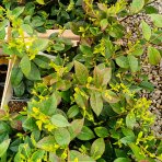 Jazmín vonný (Trachelospermum jasminoides) - výška 30-50 cm, kont. C1L