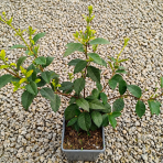 Jazmín vonný (Trachelospermum jasminoides) - výška 30-50 cm, kont. C1L