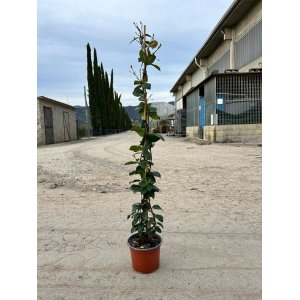 Jazmín vonný (Trachelospermum jasminoides) - výška 80-100 cm, kont. C2L