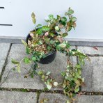 Jazmínovec pravý (Trachelospermum jasminoides) ´TRICOLOR´– výška 20-30 cm, kont.C2L