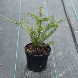 Jedľa kórejská (Abies koreana), výška 30-50 cm, kont. C3L