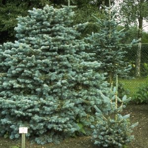  Jedľa plsnatoplodá (Abies lasiocarpa) ´COMPACTA´- výška 90 cm, kont. C30L