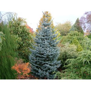 Jedľa plsnatoplodá (Abies lasiocarpa) ´COMPACTA´, výška 80-120 cm, kont. C20L