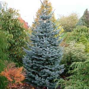 Jedľa plsnatoplodá (Abies lasiocarpa) ´COMPACTA´, výška: 80-120 cm, kont. C20L