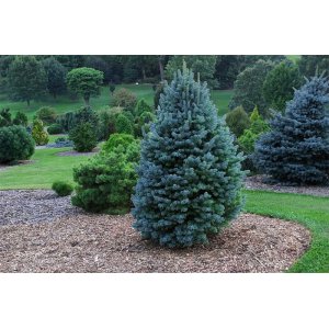  Jedľa plsnatoplodá (Abies lasiocarpa) ´ARGENTEA´ - výška 100-110 cm, kont. C18L