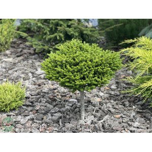 Jedľa balzamová (Abies balsamea), výška 60-80 cm, kont. C5L - na kmienku