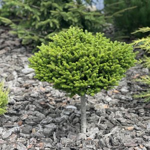 Jedľa balzamová (Abies balsamea), výška: 60-80 cm, kont. C5L - na kmienku