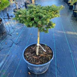 Jedľa balzamová (Abies balsamea), výška: 50-70 cm, kont. C30L/C40L - na kmienku