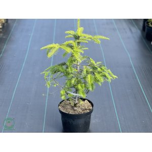Jedľa biela (Abies Alba), výška 50-70 cm, kont. C7.5L