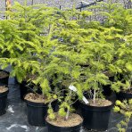 Jedľa biela (Abies Alba), výška 50-70 cm, kont. C7.5L