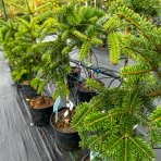 Jedľa kórejská (Abies koreana) ´PENDULA´, výška 50-70 cm, kont. C7.5L