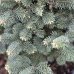  Jedľa plsnatoplodá (Abies lasiocarpa) ´COMPACTA´- výška 90 cm, kont. C30L
