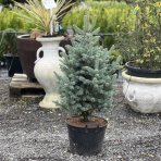 Jedľa plsnatoplodá (Abies lasiocarpa) ´COMPACTA´, výška: 80-120 cm, kont. C20L