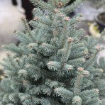 Jedľa plsnatoplodá (Abies lasiocarpa) ´COMPACTA´, výška 80-120 cm, kont. C20L