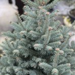 Jedľa plsnatoplodá (Abies lasiocarpa) ´COMPACTA´, výška: 80-120 cm, kont. C20L