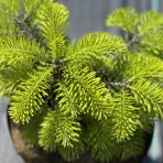 Normandská jedľa (Abies Nordmanniana) - výška: 15-30 cm, kont. C5L