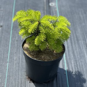 Normandská jedľa (Abies Nordmanniana) - výška: 15-30 cm, kont. C5L