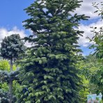 Normandská jedľa (Abies Nordmanniana) - výška: 300-350 cm, kont. C230L