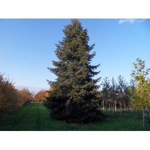 Normandská jedľa (Abies Nordmanniana) - výška 15-30 cm, kont. C5L