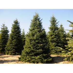 Normandská jedľa (Abies Nordmanniana) - výška 70-90 cm, kont. C12L