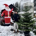 Normandská jedľa (Abies Nordmanniana) - výška: 180-230 cm, kont. C30L