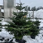 Normandská jedľa (Abies Nordmanniana) - výška: 180-230 cm, kont. C30L