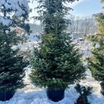 Normandská jedľa (Abies Nordmanniana) - výška: 180-230 cm, kont. C30L