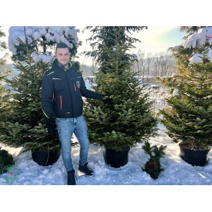 Normandská jedľa (Abies Nordmanniana) - výška 180-230 cm, kont. C30L