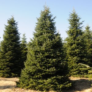 Normandská jedľa (Abies Nordmanniana) - výška: 300-350 cm, kont. C230L