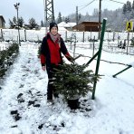 Normandská jedľa (Abies Nordmanniana) - výška: 80-120 cm, kont. C10L/C12L