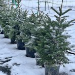 Normandská jedľa (Abies Nordmanniana) - výška: 80-120 cm, kont. C10L/C12L