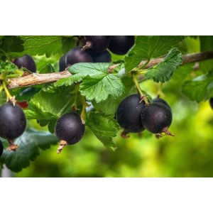 Kríženec ríbezle a egreša (Ribes nidigrolaria) ´JOSTA´- výška 80-100 cm, stredne skorá, voľnokorenná - STROMČEKOVÁ/NA KMIENKU
