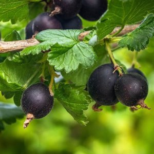 Kríženec ríbezle a egreša (Ribes nidigrolaria) ´JOSTA´- výška 90-110 cm, stredne skorá, voľnokorenná - STROMČEKOVÁ/NA KMIENKU