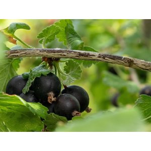   Josta - kríženec ríbezle a egreša (Ribes nidigrolaria) - stredne skorá 40-60 cm, voľnokorenná - KRÍKOVÁ 