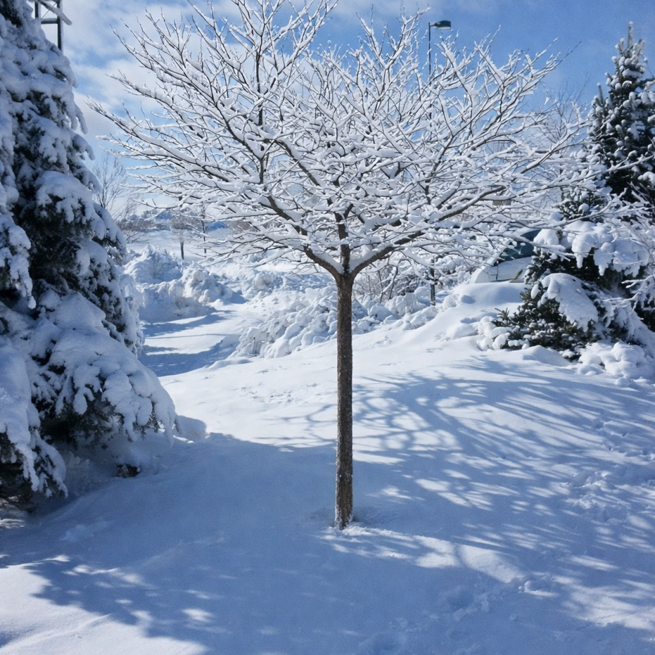 Obrázok Judášovec kanadský (Cercis Canadensis) - výška 180-200 cm, kont. C9L- NA KMIENKU (-18°C)