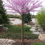Judášovec kanadský (Cercis Canadensis) - výška 180-200 cm, kont. C9L- NA KMIENKU (-18°C)